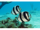 Banded Butterflyfish - Butterflyfish<br>(<i>Chaetodon striatus</i>)