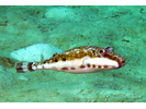 Bandtail Puffer - Puffer<br>(<i>Sphoeroides spengleri</i>)