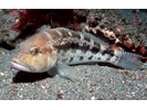 Bank Sea Bass - Seabass<br>(<i>Centropristis ocyurus</i>)