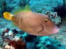 Barred Filefish - Filefish<br>(<i>Cantherhines dumerili</i>)