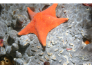 Bat Star - Echinoderms<br>(<i>Asterina miniata</i>)