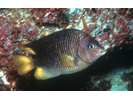 Beaubrummel - Damselfish - Jaqueta<br>(<i>Stegastes flavilatus</i>)