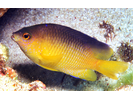 Beaugregory - Damselfish<br>(<i>Stegastes leucostictus</i>)