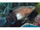 Belted Sandfish - Seabass<br>(<i>Serranus subligarius</i>)