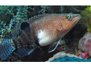 Belted Sandfish - Seabass (<i>Serranus subligarius</i>)