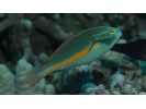 Belted Wrasse - Wrasse <br>(<i>Stethojulis balteata</i>)