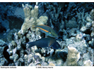 Belted Wrasse - Wrasse <br>(<i>Stethojulis balteata</i>)