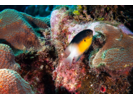 Bicolor Damselfish - Damselfish (<i>Stegastes partitus</i>)