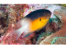 Bicolor Damselfish - Damselfish<br>(<i>Stegastes partitus</i>)