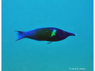 Bird Wrasse - Wrasse <br>(<i>Gomphosus varius</i>)