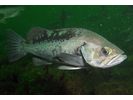 Black Rockfish - Scorpionfish<br>(<i>Sebastes melanops</i>)