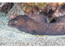 Black Moray - Moray<br>(<i>Muraena augusti</i>)
