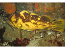 Black-and-Yellow Rockfish - Scorpionfish<br>(<i>Sebastes chrysomelas</i>)