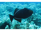 Black Durgon (aka Black Triggerfish) - Triggerfish<br>(<i>Melichthys niger</i>)