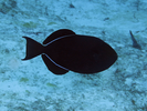 Black Durgon - Triggerfish<br>(<i>Melichthys niger</i>)