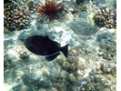 Black Triggerfish (aka Black Durgon) - Triggerfish<br>(<i>Melichthys niger</i>)