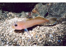 Blackeye Goby - Goby<br>(<i>Rhinogobiops nicholsii</i>)
