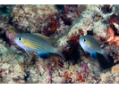Blackfin Chromis - Damselfish<br>(<i>Pycnochromis vanderbilti</i>)