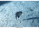 Blackfin Chromis - Damselfish<br>(<i>Pycnochromis vanderbilti</i>)