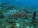 Black Grouper - Seabass<br>(<i>Mycteroperca bonaci</i>)