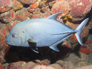 Black Jack - Jack<br>(<i>Caranx lugubris</i>)