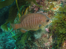 Black Perch - Surfperch<br>(<i>Embiotoca jacksoni</i>)