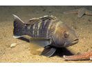 Black Sea Bass - Seabass<br>(<i>Centropristis striata</i>)