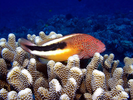 Blackside Hawkfish - Hawkfish <br>(<i>Paracirrhites forsteri</i>)