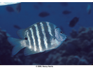 Blackspot Sergeant - Damselfish<br>(<i>Abudefduf sordidus</i>)