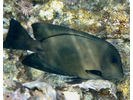 Black Surgeonfish - Surgeonfish<br>(<i>Ctenochaetus hawaiiensis</i>)