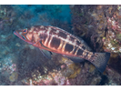 Blacktail Comber - Seabass<br>(<i>Serranus atricauda</i>)