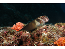 Panamic Fanged Blenny - Blenny (<i>Ophioblennius steindachneri</i>)