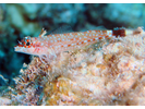 Lizard Triplefin - Triplefins<br>(<i>Crocodilichthys gracilis</i>)