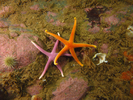 Blood Star - Echinoderms<br>(<i>Henricia sanguinolenta</i>)