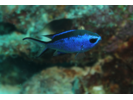 Blue Chromis - Damselfish (<i>Chromis cyanea</i>)