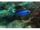 Blue Chromis - Damselfish (<i>Azurina cyanea</i>)