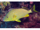 Bluestriped Grunt - Grunt<br>(<i>Haemulon sciurus</i>)