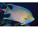 Blue Angelfish - Angelfish (<i>Holacanthus bermudensis</i>)