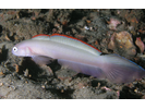 Blue Dartfish (Blue Goby) - Dartfish<br>(<i>Ptereleotris calliurus</i>)
