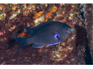 Bluefin Damselfish - Damselfish<br>(<i>Similiparma lurida</i>)