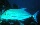 Bluefin Trevally - Jack <br>(<i>Caranx melampygus</i>)