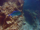 Bluefin Trevally - Jack<br>(<i>Caranx melampygus</i>)