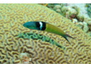 Bluehead - Wrasse<br>(<i>Thalassoma bifasciatum</i>)