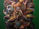 Blue Mussel - Mollusks<br>(<i>Mytilus edulis</i>)