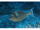 Bluespine Unicornfish - Surgeonfish<br>(<i>Naso unicornis</i>)