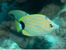 Bluestripe Butterflyfish - Butterflyfish<br>(<i>Chaetodon fremblii</i>)