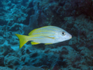 Bluestripe Snapper - Snapper<br>(<i>Lutjanus kasmira</i>)