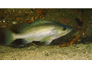 Bocaccio - Scorpionfish<br>(<i>Sebastes paucispinis</i>)