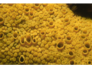 Boring Sponge - Poriferans<br>(<i>Cliona celata</i>)