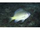 Bright-eye Damselfish - Damselfish<br>(<i>Plectroglyphidodon imparipennis</i>)